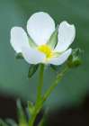 Washington State. Close-up of white strawberry blossom with yellow center disc Art Print